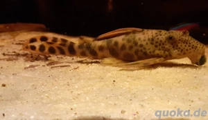 L75 Leopardtrugschilderwels