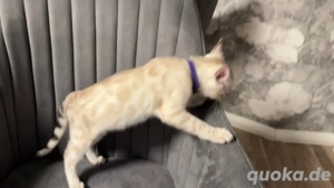 !Abgabe bereit! Bengal Snow Mink geboren am 24.10.25 zu verkaufen Stubenrein und Sozialisiert