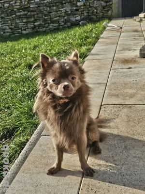  2  Reinrassige Chihuahua Rüden als Deckrüden Bild 3