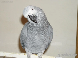 Wunderschöne Papageien zu verkaufen