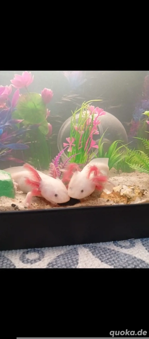 3 wunderschöne Axolotl zu verkaufen 
