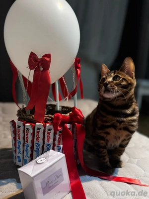 Bengal-Kätzchen zu verkaufen   Golden Rosetted