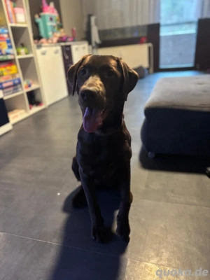 Labradorhündin 6 Monate in liebevolle Hände abzugeben