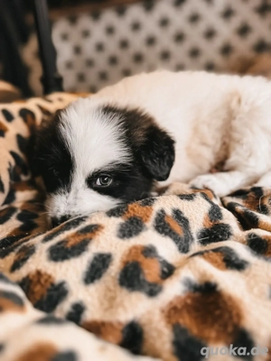 SOS Welpe Mina sucht ihr Für-immer-Zuhause SOS