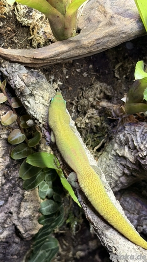 Phelsuma Laticauda Goldstaubtaggecko