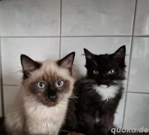 Mixkater sucht neues zu hause