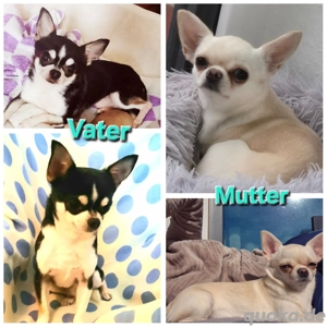 Bildhübsche Chihuahua Welpen 