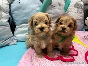 Wunderschöne Maltipoo-Welpen zu verkaufen 