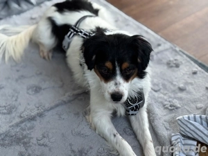 Brioche- Aufgeweckter liebevoller Tierschutzhund sucht dich! 