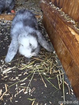 Junge Zwergwidder Hasen