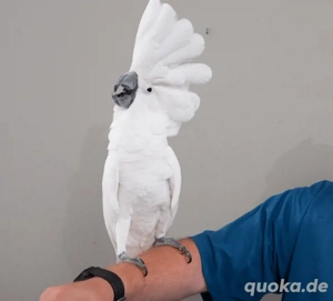 Wunderschöne Weißhaubenkakadus abzugeben