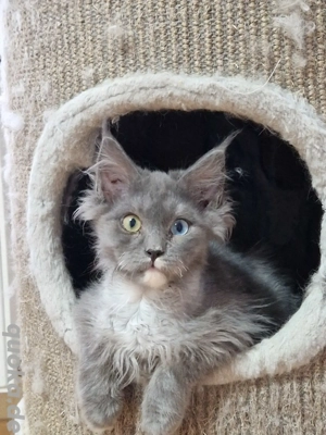 2 blue  boys Maine Coon .