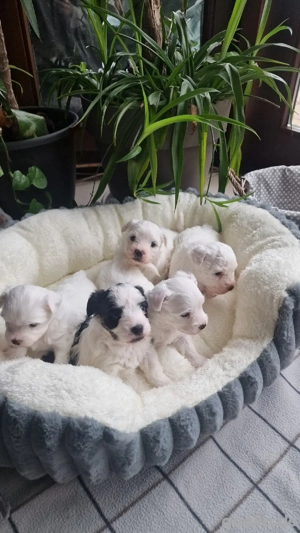 zauberhafte Malteser-Havaneser Welpen 