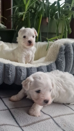 Zauberhafte Malteser-Havaneser Welpen 