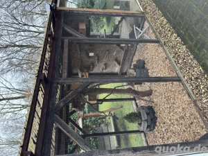 Chinesische baumstreifenhörnchen Männchen!