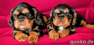  Süße Babys King Charles Spaniel 
