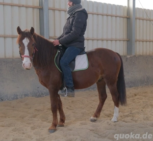 Quarterpony Rio Bild 6