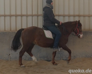 Quarterpony Rio Bild 4