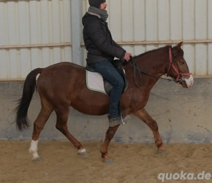 Quarterpony Rio Bild 5
