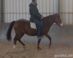 Quarterpony Rio Bild 2