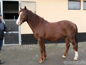 Quarterpony Rio Bild 7