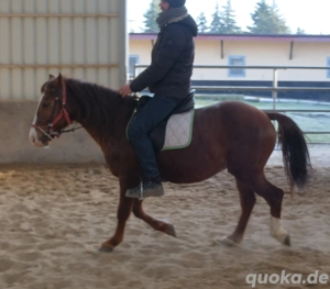 Quarterpony Rio Bild 10