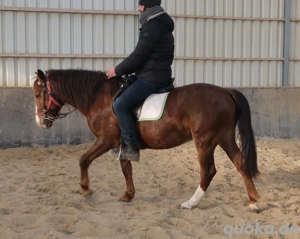 Quarterpony Rio Bild 8