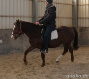 Quarterpony Rio Bild 9