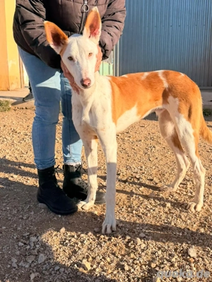 Marvin   ein junger Hund auf der Suche nach seinem Glück