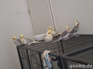 Nymphensittichen zu verkaufen 