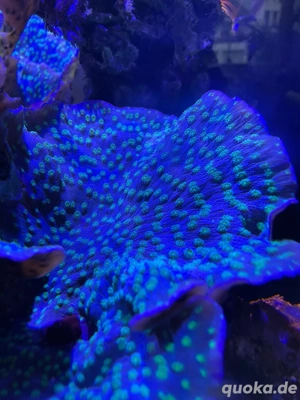 Echinopora Lamellosa Ableger