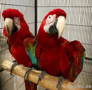 Grünflügelaras zu verkaufen