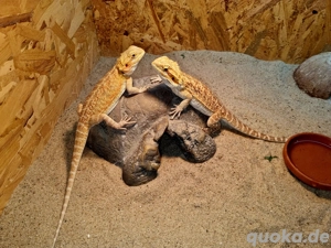 Farb-Bartagamen Jungtiere ( Pogona vitticeps) NZ 07 2025  Weibchen 