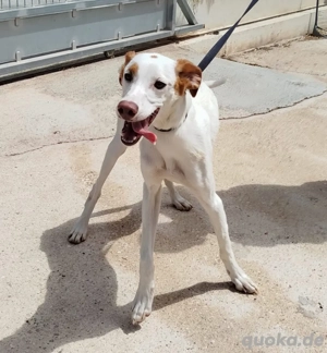 Eine sportliche Hündin mit großem Kuschelbedarf