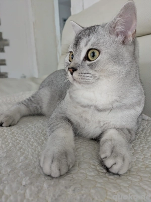 BKH Kater als Deckkater 