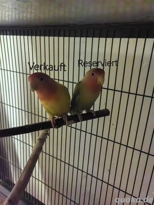 Verkaufe ein Rosenköpfchen 