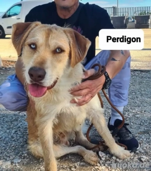 Perdigón   ein Überlebenskämpfer mit sanfter Seele