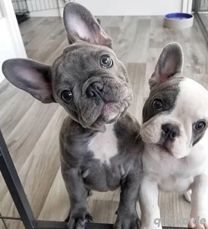 Französische Bulldogge welpen