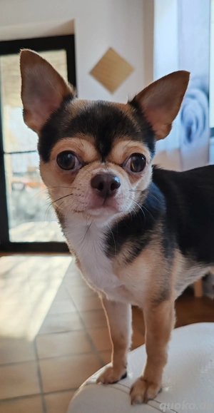 *Ganz lieber einzigartiger Chihuahua Rüde mit FCI Ahnentafel 1 Jahr*