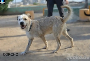 Corcho   ein junger Sonnenschein voller Lebensfreude Bild 2