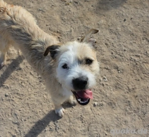 Corcho   ein junger Sonnenschein voller Lebensfreude Bild 7