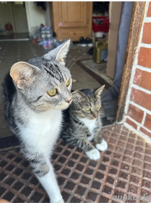 eine katze und ein kater
