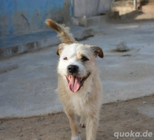 Corcho   ein junger Sonnenschein voller Lebensfreude Bild 4