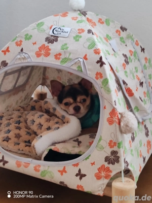 *Ganz lieber einzigartiger Chihuahua Rüde mit FCI Ahnentafel 1 Jahr*