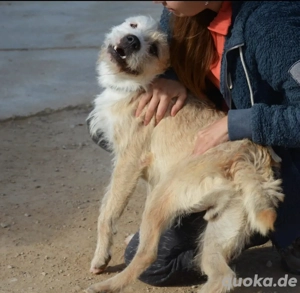 Corcho   ein junger Sonnenschein voller Lebensfreude Bild 6