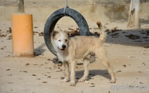 Corcho   ein junger Sonnenschein voller Lebensfreude Bild 3