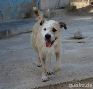 Corcho   ein junger Sonnenschein voller Lebensfreude Bild 5