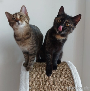 2 süße Kätzchen suchen ein Zuhause mit Freigang