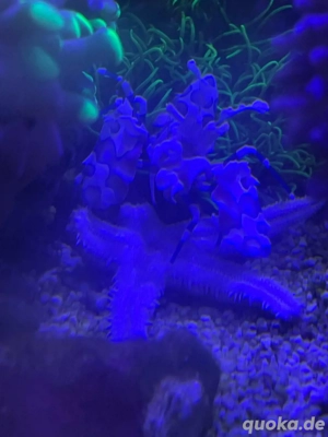 Suche günstige grabende Seesterne oder Asterinas