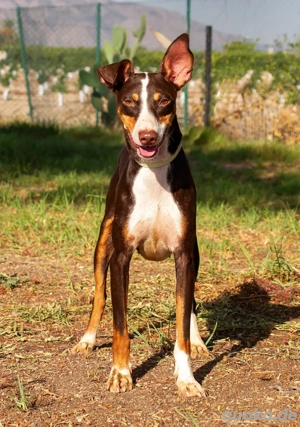 Pica   lebensfroher Rüde sucht sein Abenteuer